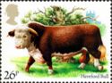 Hereford Bull (Bos primigenius taurus)